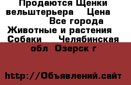 Продаются Щенки вельштерьера  › Цена ­ 27 000 - Все города Животные и растения » Собаки   . Челябинская обл.,Озерск г.
